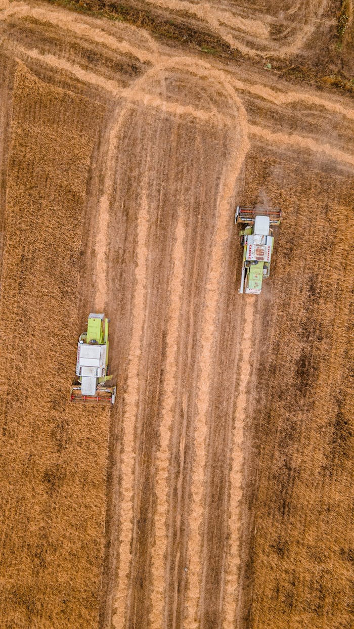 Top-down view of combine harvesters working in a wheat field in Çeltikçi, Türkiye.