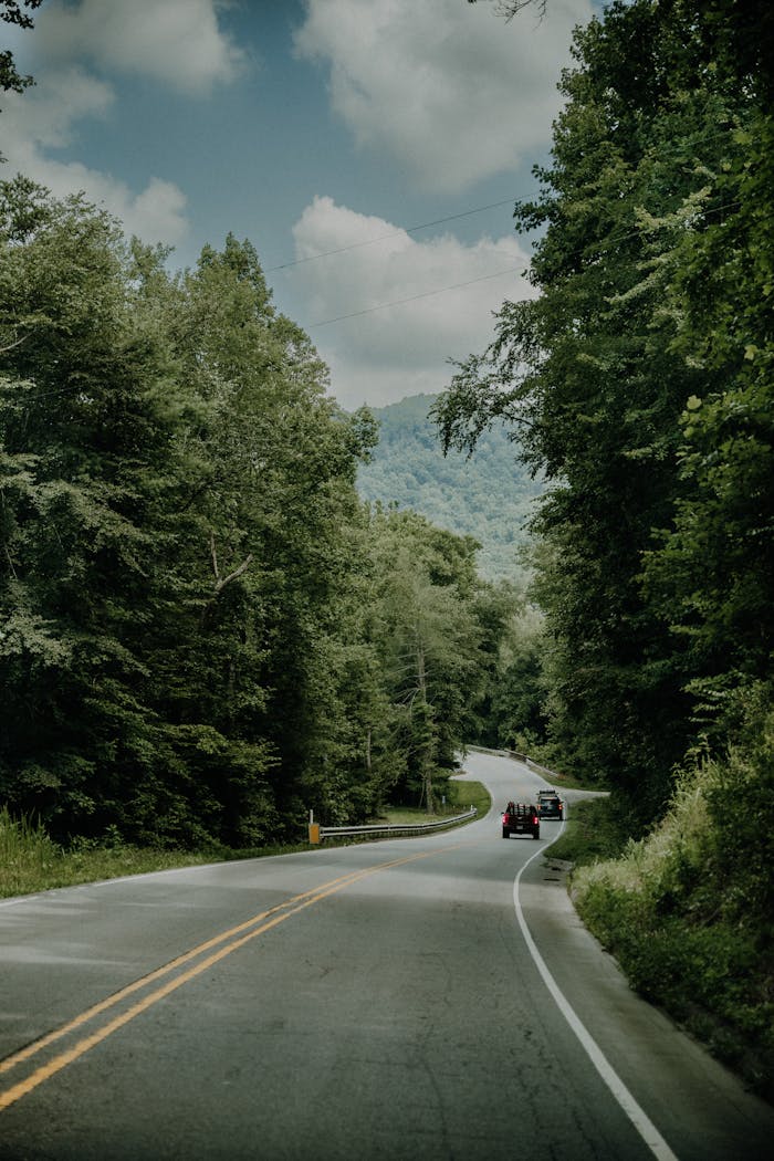 portfolio-01 Curving road through dense green forest with mountains in the background, ideal for travel themes.